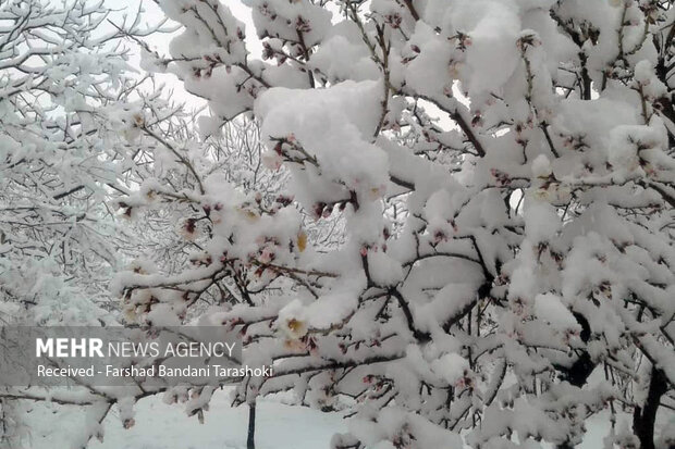 بارش باران و برف در نقاط مختلف استان فارس ادامه دارد