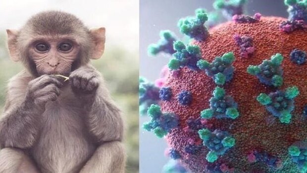 ویروس آبله میمونی می تواند برای چند روز روی سطوح تکثیر شود