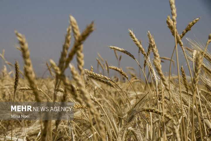 مبارزه شیمیایی با آفت سن غلات در ۸۱ هزار هکتار از مزارع گندم و جو