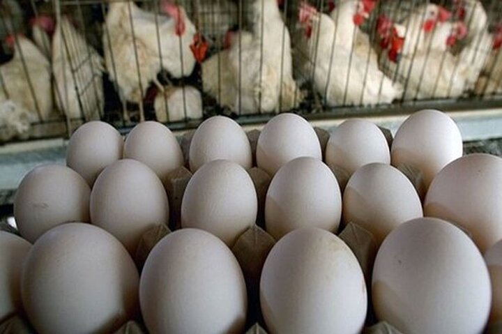 تعیین نرخ تخم مرغ بسته بندی و جلوگیری از گران فروشی