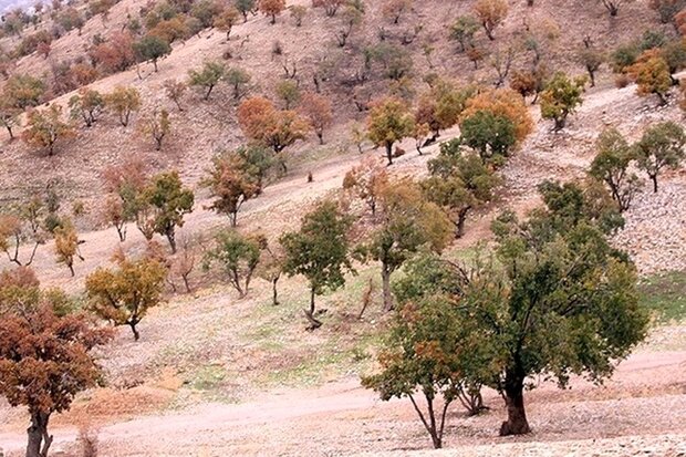 ممنوعیت در برداشت شوکه و قطع کردن از درختان بلوط اسلام آبادغرب