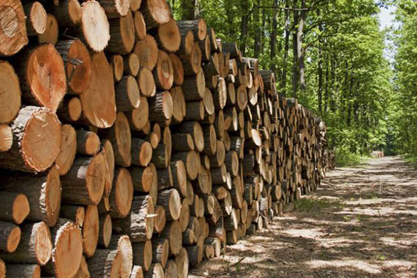 فرمانده انتظامی شهرستان گنبد خبرداد؛ کشف بیش از ۸ تن چوب جنگلی قاچاق در گنبد