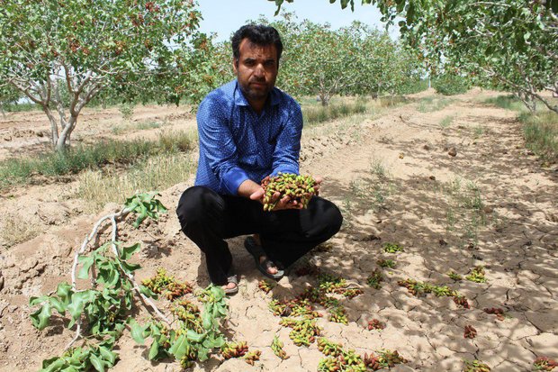 فرماندار چایپاره خبر داد؛ خسارت ۱۳۳ میلیارد تومانی تگرگ به بخش کشاورزی چایپاره