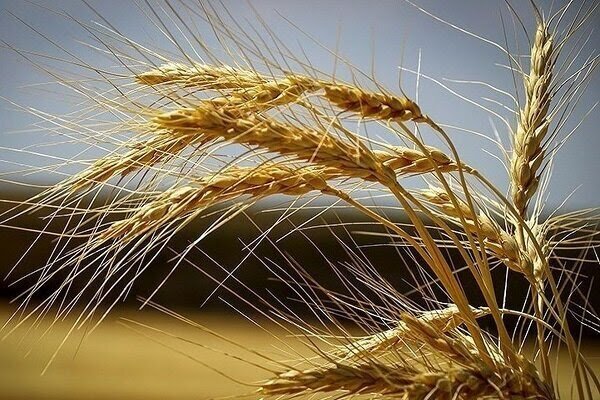 در گفت‌وگو با مهر مطرح شد؛ خرید ۱۶۵ هزار تن محصول گندم از کشاورزان لرستانی