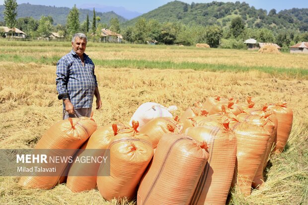 معاون امور زراعت وزارت جهاد کشاورزی: حذف ارز ترجیحی برای واردات برنج/ ۱۰ میلیون تُن گندم خریداری شد