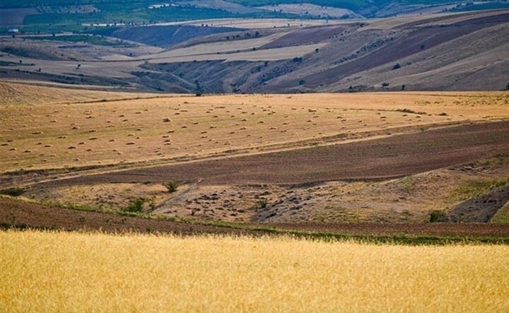 معاون اجتماعی ستاد فرمان حضرت امام (ره) در مازندران: ۱۵ هزار کشاورز مازندران در طرح جهش تولید دیمزارها فعال هستند