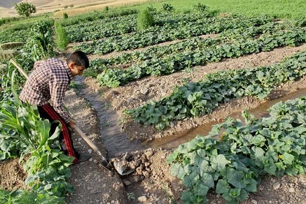 فرماندار همدان مطرح کرد؛ شناسایی ۸ کشاورز متخلف آبیاری محصولات کشاورزی با فاضلاب در همدان