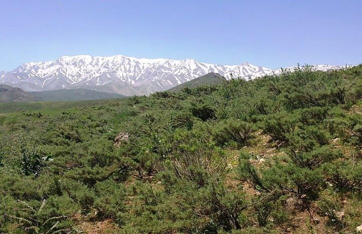 دست‌های خالیِ زاگرس؛ «قالیکوه» را شکارچیان می‌بافند!