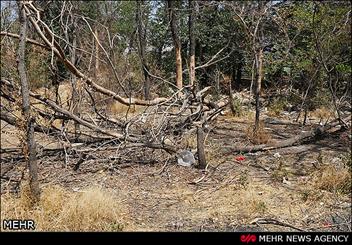 زمانی پور: خشکیدگی ۱۰ هزار درخت در پارک چیتگر بر اثر سوسک پوستخوار زمانی پور: خشکیدگی ۱۰ هزار درخت در پارک چیتگر بر اثر سوسک پوستخوار