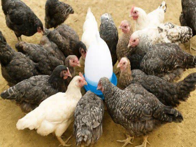 صلواتی: ۴۶۵ هزار و ۲۶۲ قطعه طیور بومی در کردستان واکسینه شدند