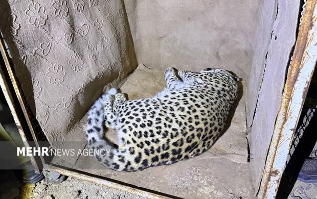 پلنگ شهمیرزاد در تور حفاظت؛ «زنده‌گیری»برای نجات حیات‌وحش و امنیت مردم