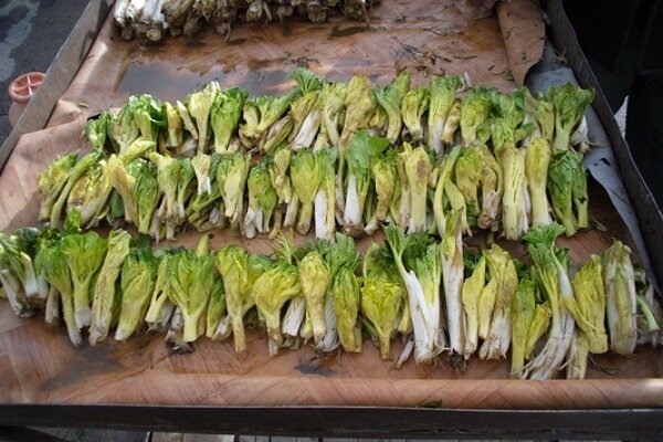 «کلوس»؛ گیاه گران‌بهای برف‌زاد چهارمحال‌وبختیاری